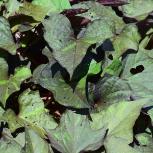 Sweet Potato Vine Kelly Ray 4.5"