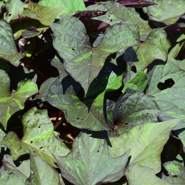Sweet Potato Vine Kelly Ray 4.5"