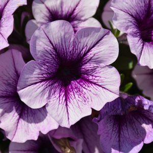 Petunia Durabloom Blue Vein 4.5"