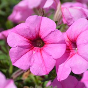 Petunia Durabloom Royal Pink 4.5"
