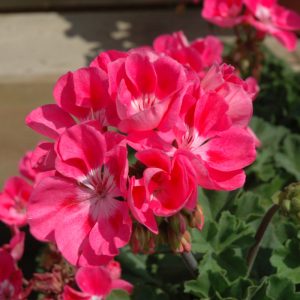 Geranium Presto Pink + Eye 4.5"