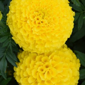 Marigold Taishan Yellow 4.5"