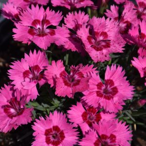 Dianthus Paint The Town Fancy #1