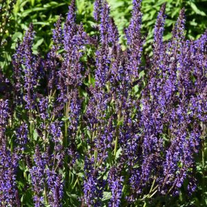 Salvia Blue By You #1