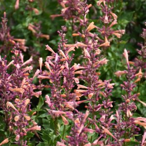 Agastache Mango Tango #1