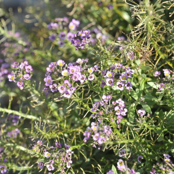 Proven Winner Lobularia Violet Knight 4.5"