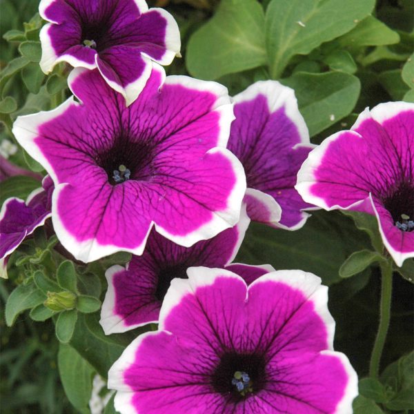 Petunia Rimarkable 4.5"