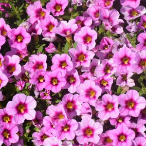 Calibrachoa Aloha Kona Hula Pink 4.5"