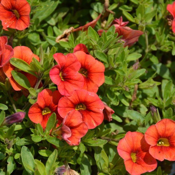 Calibrachoa Colibri Tangerine 4.5"