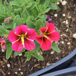 Calibrachoa Colibri Exotic Red Bling 4.5"