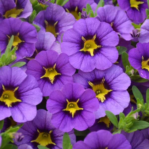 Calibrachoa Tik Tok Blue 2023 4.5"
