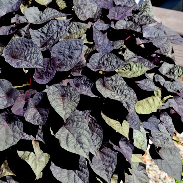 Ipomea (Sweet Potato Vine) Spotlight Black Heart 4.5"