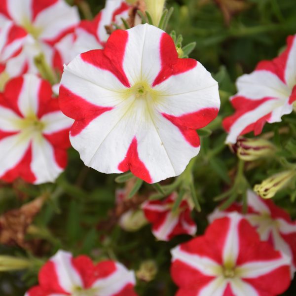 Petunia Amore King of Hearts 4.5"