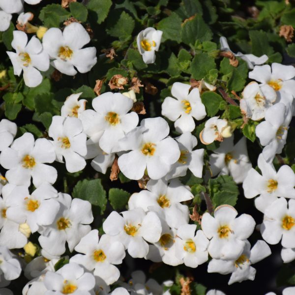 Bacopa (Sutera) MegaCopa White 4.5"