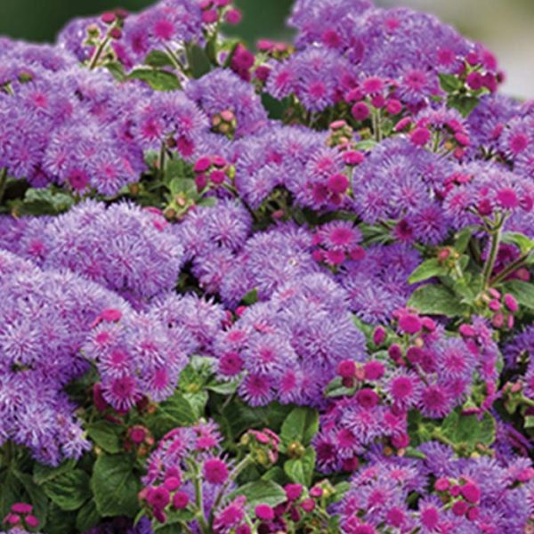Proven Winner Ageratum Artist Blue 4.5"