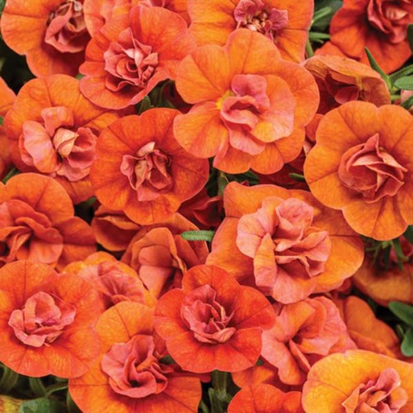Proven Winner Million Bells Double Orange 4.5"