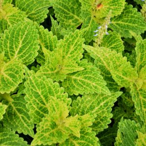Coleus River Walk 4.5"