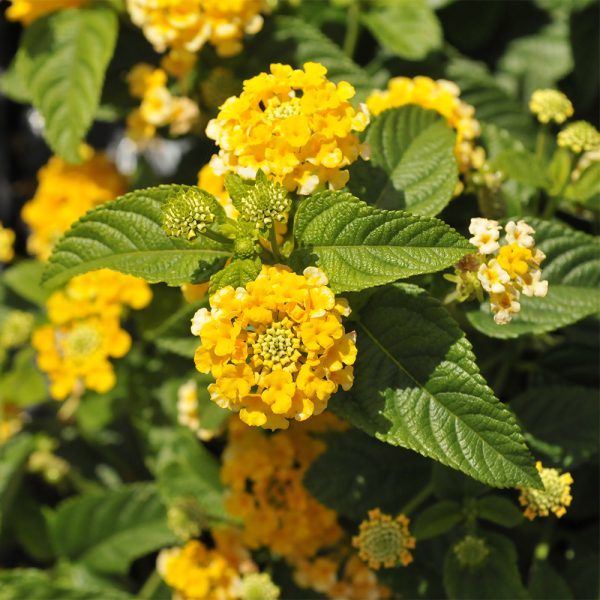 Lantana Lucky Yellow 3.25" Flat of 18