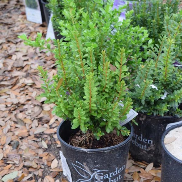 Boxwood Baby Gem #1