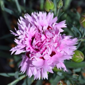 Dianthus Early Bird Fizzy #1