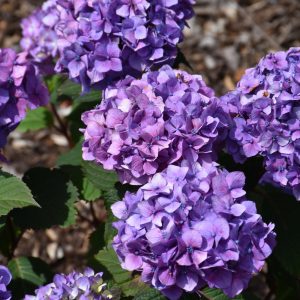 Hydrangea Bloomstruck 8"