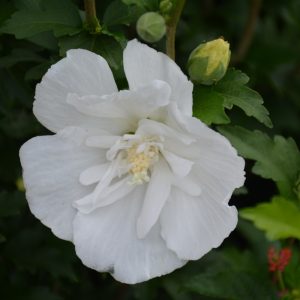 Althea White Pillar #3