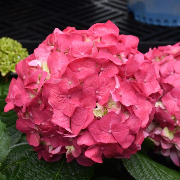 Hydrangea Summer Crush 8"