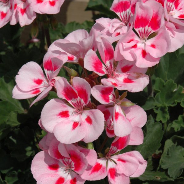 Geranium Pink Sizzle 4.5"