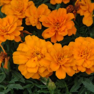 Marigold Durango Tangerine 3.25"