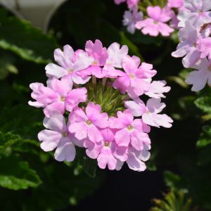 Verbena Pink Cashmere 4.5"