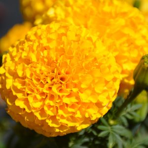 Marigold Coco Gold QT