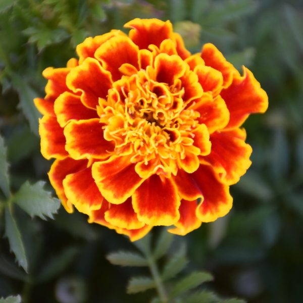 Marigold Durango Bee 3.25"
