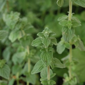 Organic Herb Marjoram 4"