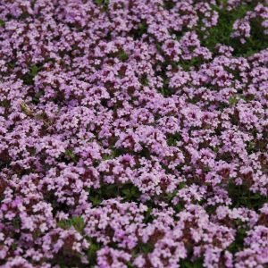 Thyme Red Creeping 3.25"