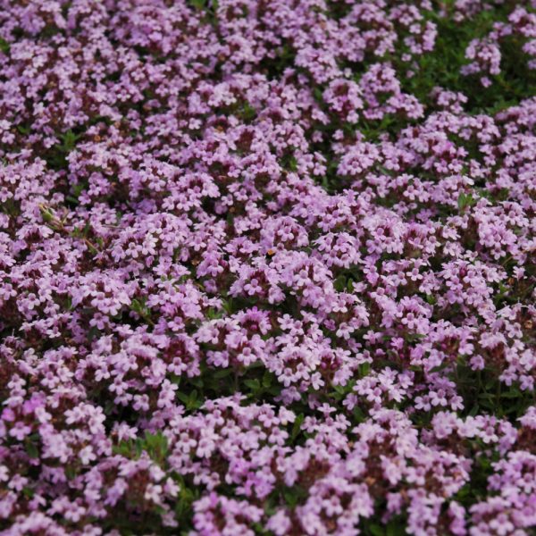 Thyme Red Creeping 3.25"