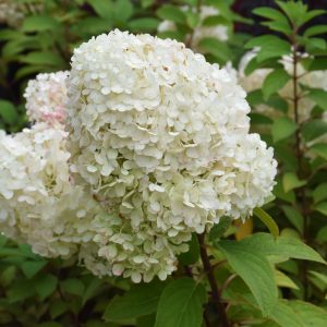 Hydrangea Bobo 8"