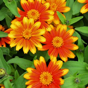 Zinnia Zahara Sunburst 3.25"