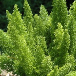 Foxtail Fern (X-Large)