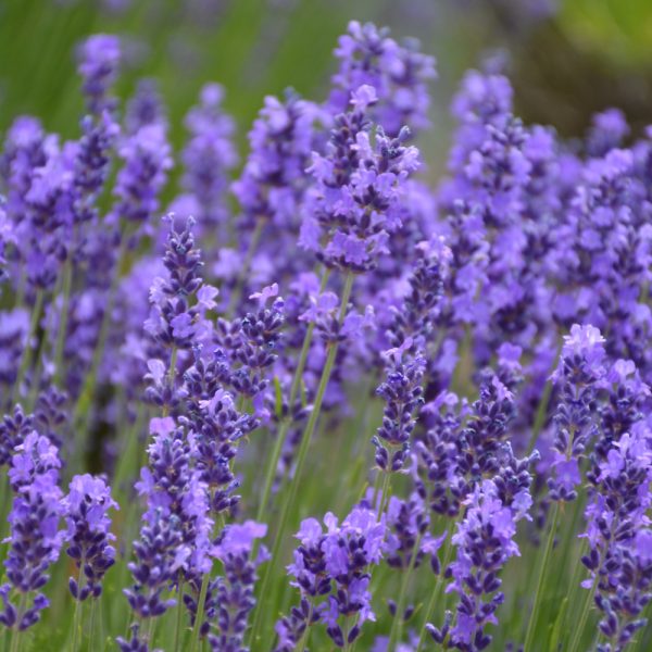 Lavender Hidcote qt