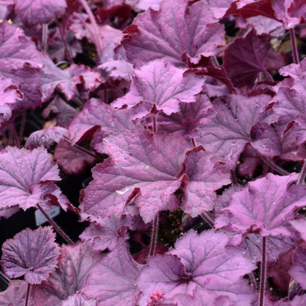 Coral Bells Grande Amethyst #1