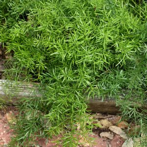 Fern Asparagus Sprengeri (X-Large)