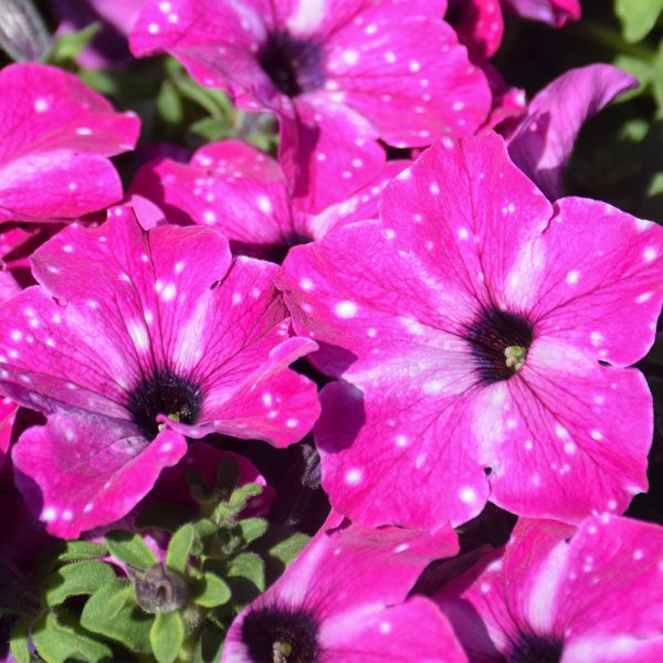 Petunia Pink Night Sky 4.5"