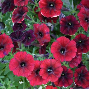 Proven Winner Petunia Black Cherry 4.5"