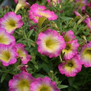 Proven Winner Petunia Daybreak Charm 4.5"