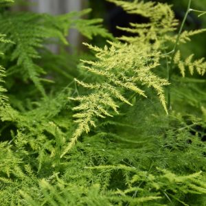 Fern Asparagus Meyers (Medium)