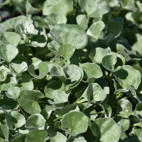 Dichondra Silver Falls 4.5"