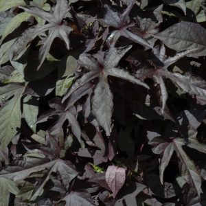 Sweet Potato Vine Spotlight Black Cut 4.5"
