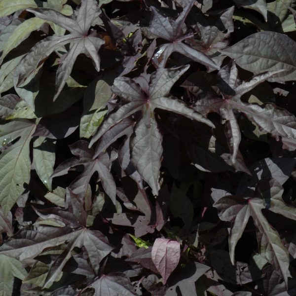 Sweet Potato Vine Spotlight Black Cut 4.5"
