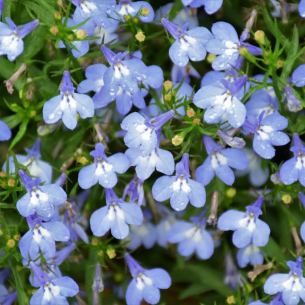 Lobelia Techno Upright Lite Blue 4.5"