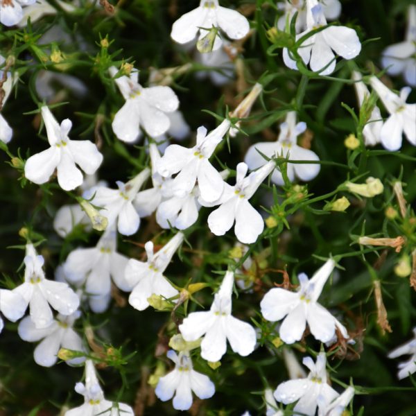 Lobelia Techno Heat White 4.5"